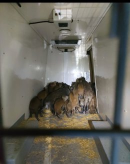Los jabalíes en el interior de la furgoneta.