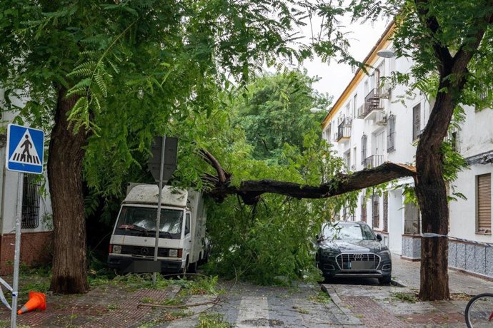 Imagen de un árbol caído en la calle Niebla
