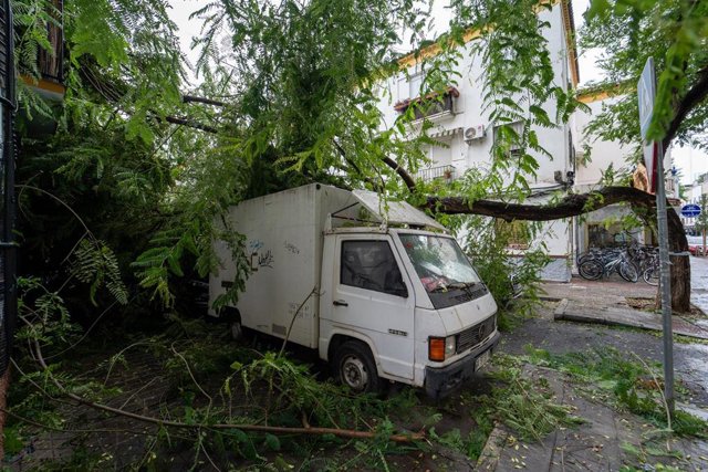 Rama de gran porte caída sobre vehículos en el barrio de Los Remedios , a 19 de octubre de 2023 en Sevilla, (Andalucía, España). 