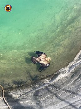 Bomberos rescatan a un águila que no podía salir de una balsa de riego en Náquera (Valencia)