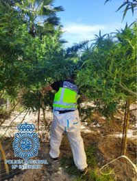 Desmantelan cuatro cultivos con más 500 plantas de marihuana en viviendas de Jerez y la sierra de San Cristóbal (Cádiz)