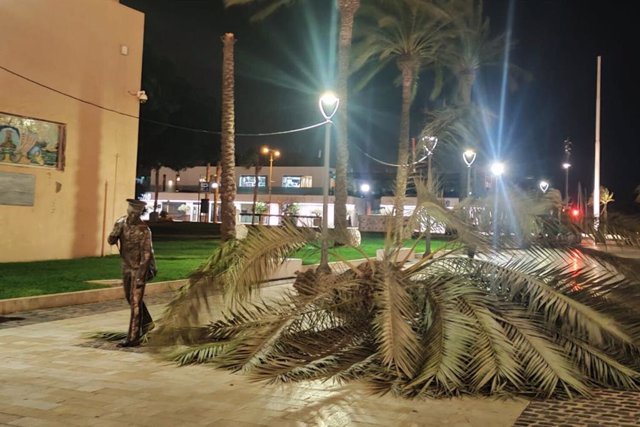 Las fuertes rachas de viento provocan la caída de una palmera en la Plaza del Ayuntamiento de Cartagena