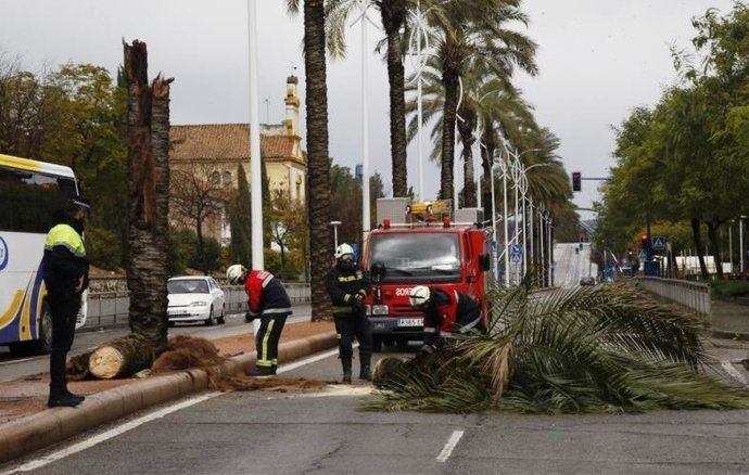 Archivo - Intervención de bomberos del SEIS por la caída de un árbol en una imagen de archivo.
