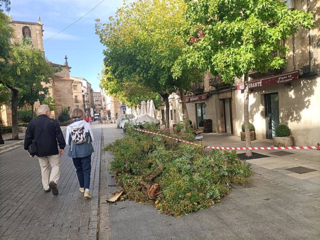 Ramas caídas de árboles en Cáceres tras el paso de la borrasca 'Aline'