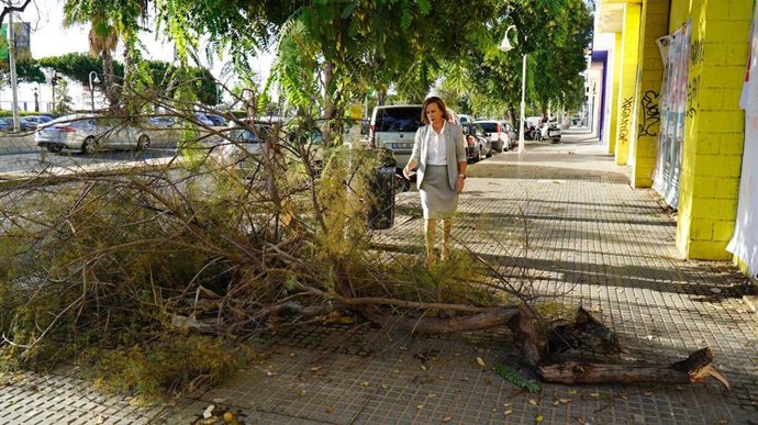 La viceportavoz municipal socialista, Begoña Medina, pide la mejora de la poda y mantenimiento de arbolado urbano