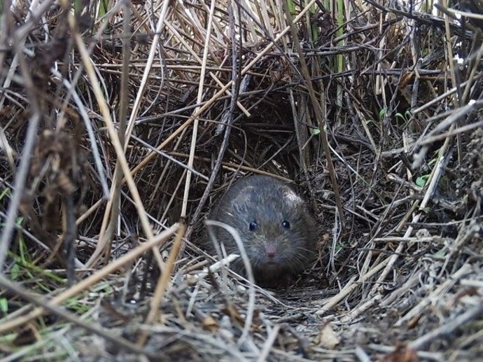Topillo de Cabrera, una especie vulnerable y endémica en la Península Ibérica prolifera en una planta fotovoltaica de Iberdrola en Cáceres.