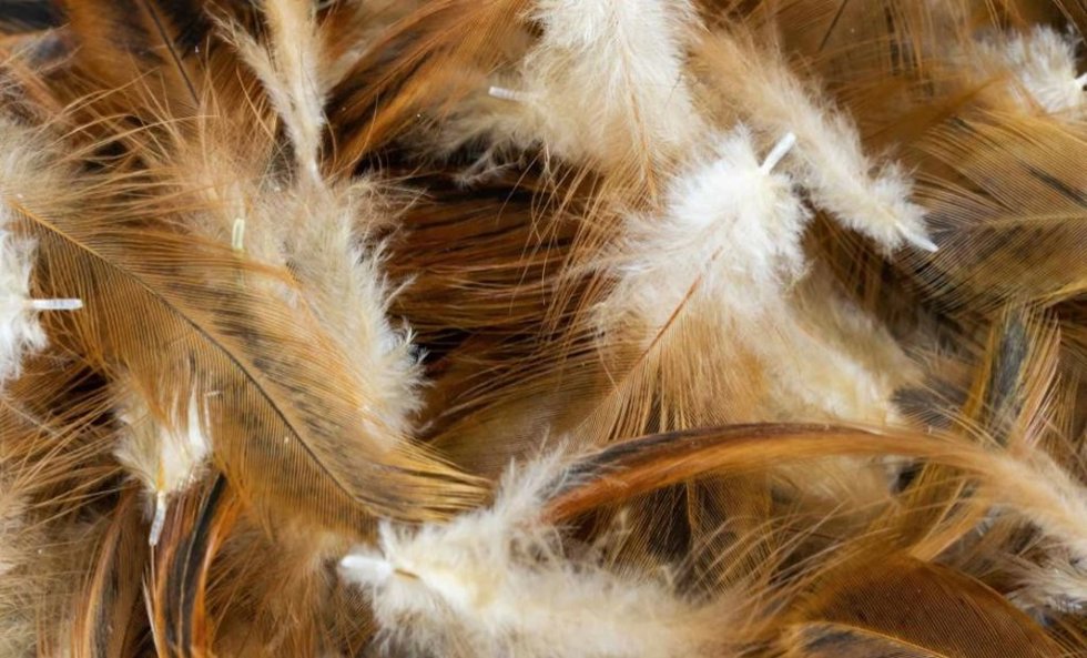 Plumas de pollo