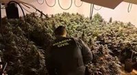 Desarticulados nueve centros de producción de marihuana en siete operativos paralelos en Granada