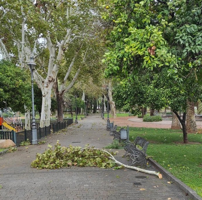 Rama caída en los Jardines de la Agricultura de Córdoba por el temporal de viento y lluvia del jueves 19 de octubre.