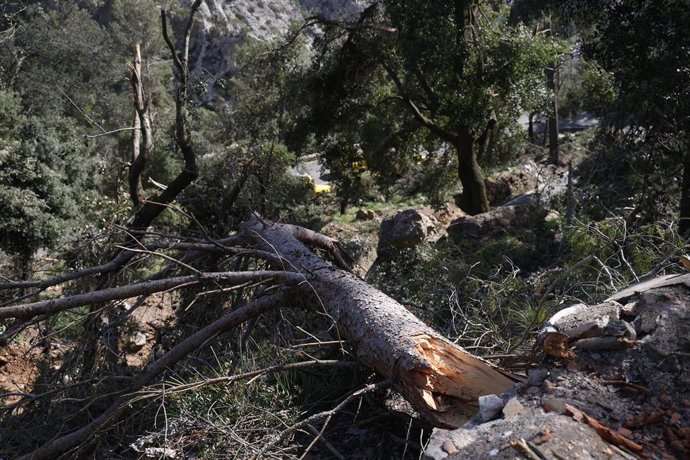 Archivo - Árboles caídos en la Serra de Tramuntana, a 10 de marzo de 2023, en Sóller, Mallorca, Baleares (España). 