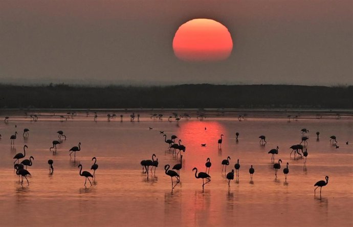 La quinta edición de Photo Nature Andalucía 2023 se celebra este sábado en Isla Mayor