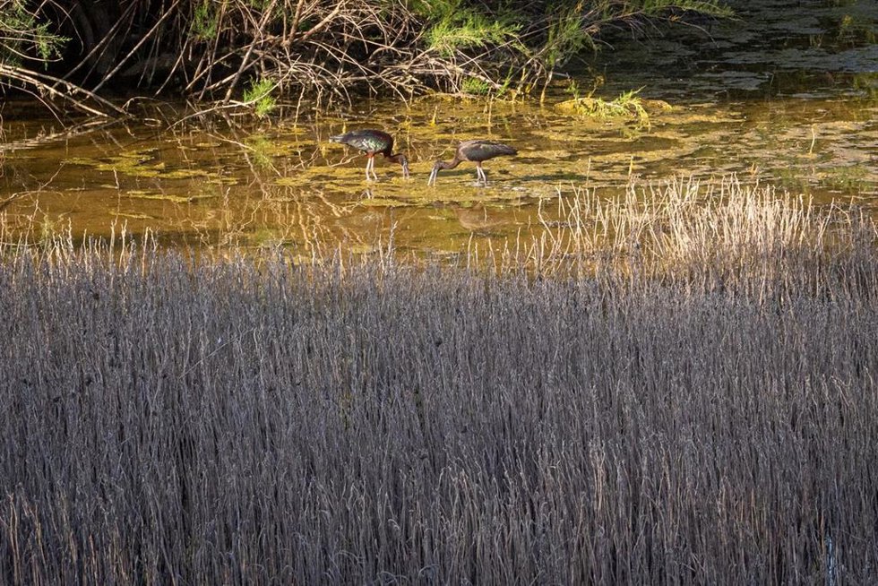 Archivo - Fauna en el corredor verde del Guadiamar