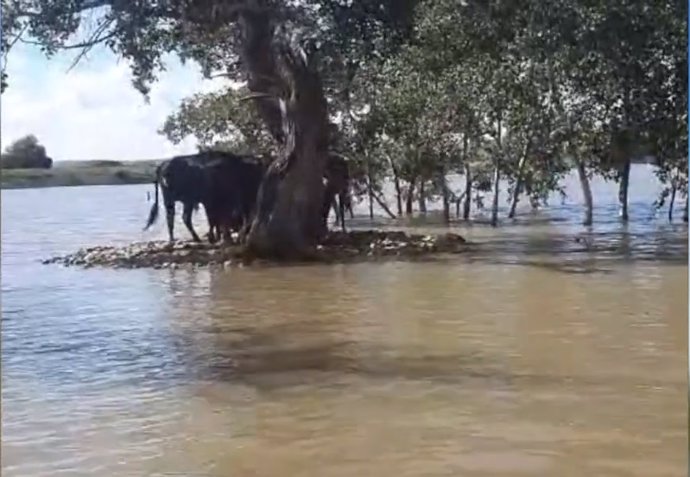 Cinco toros quedan atrapados por el agua en un islote en una finca de Ciempozuelos