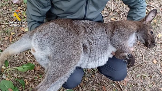 Intervenidos cuatro ejemplares de wallabíe en una parcela de Villanueva de la Cañada