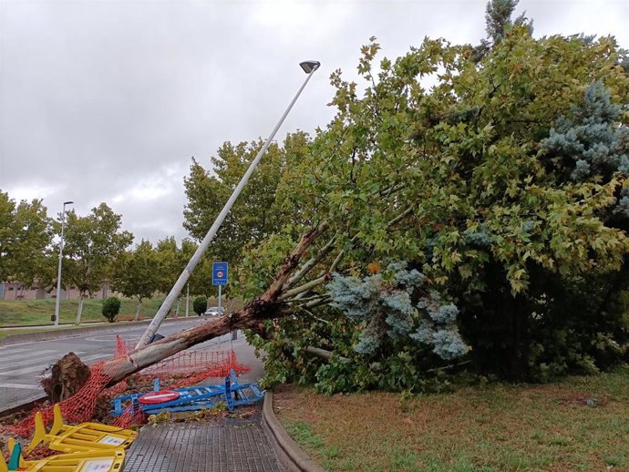 Un árbol y una farola caídos, frente al recinto ferial de Mérida, el pasado jueves a causa de la Borrasca Aline