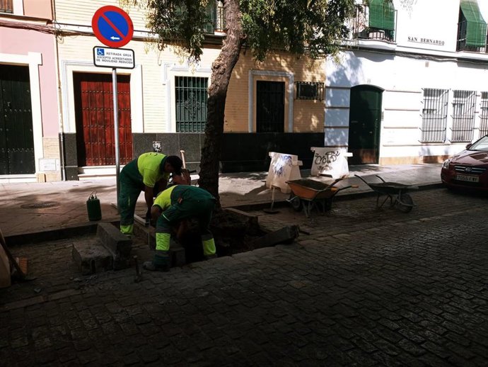 Dos trabajadores reparan uno de los alcorques de la calle San Bernardo, con el adoquinado levantado por las raíces.