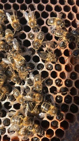 Panal. Abejas. Agricultura. Recurso.