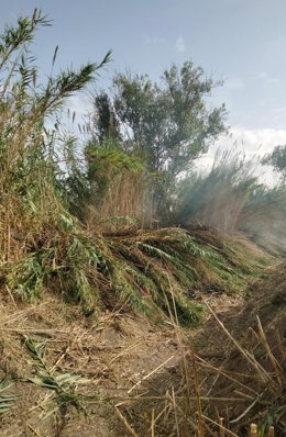 Incendio forestal en el 'Rieró de na Borges', en Petra (Mallorca)