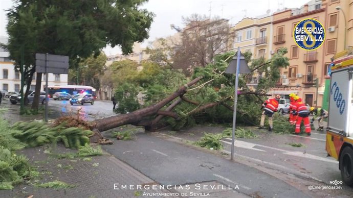 Un árbol tumbado por el viento en Sevilla