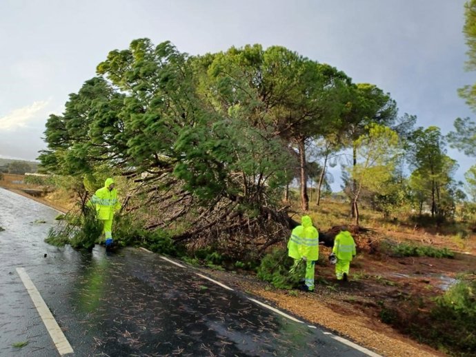 Uno de los árboles tumbados por el viento en Huelva