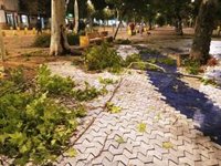 El Ayuntamiento de Sevilla contabiliza unas 500 incidencias por las fuertes rachas de viento