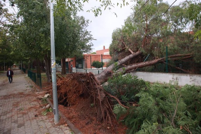 Árbol desplomado en la valla del Colegio Arboleda, en Sevilla capital.