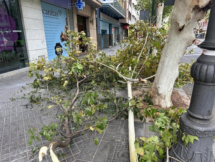 Rama caída en la acera por el temporal en Córdoba.