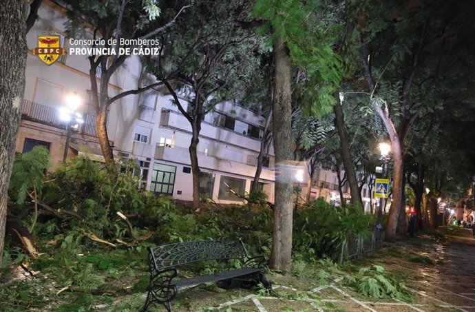 Una calle de Jerez con restos de ramas caídas tras el paso del temporal Bernard.