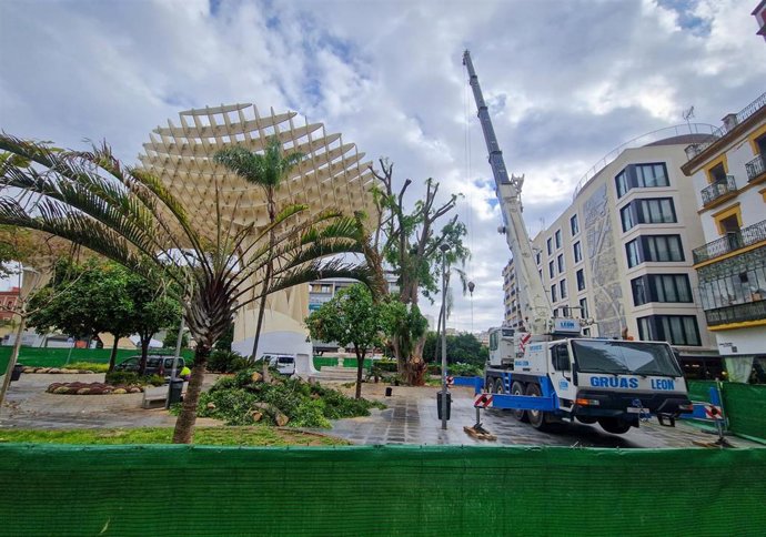 Imagen de la grúa de grandes dimensiones instalada en la Encarnación para los preparativos para la tala del ficus.