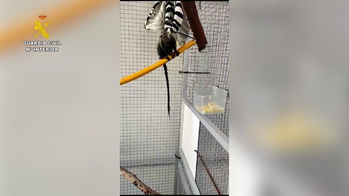 Rescatat un mico tití pigmeo desnutrido i deshidratat en un carrer d'Onda