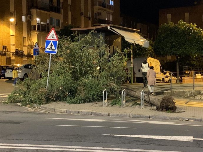 Uno de los árboles caídos en la ciudad tras el paso de la borrasca Bernard.
