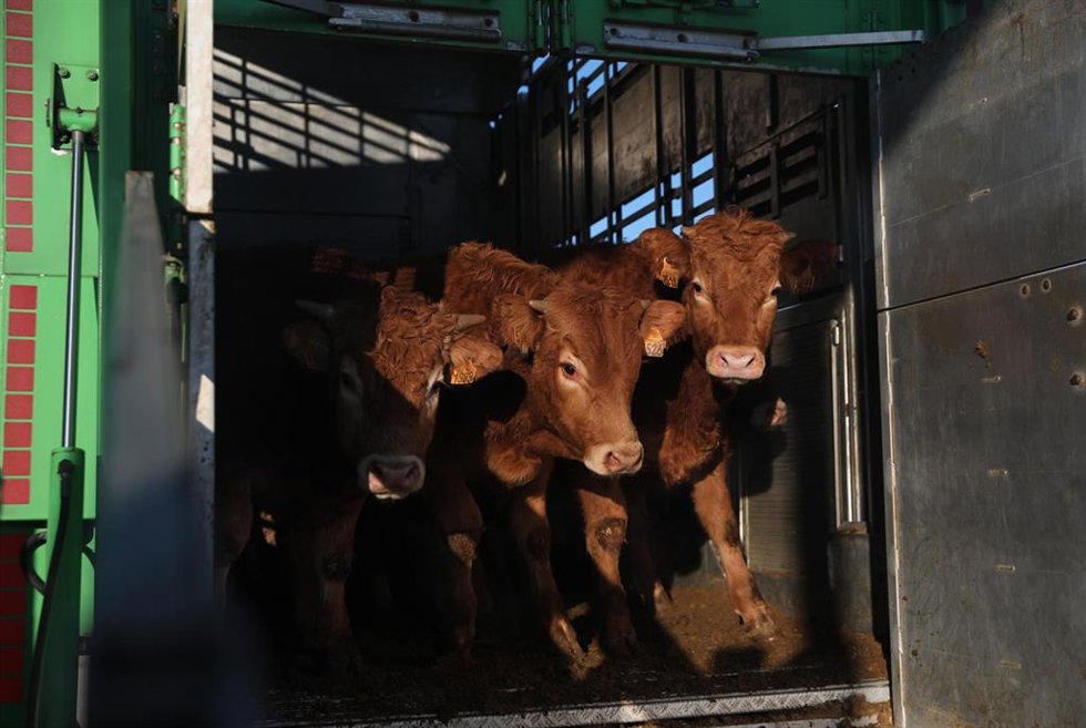Archivo - Varias vacas salen de un cajón de animales en una explotación ganadera.- Archivo