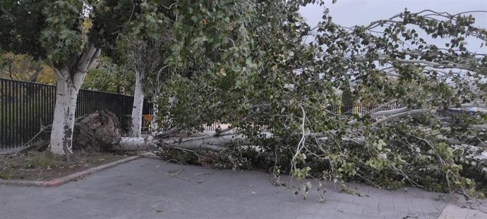 Imagen de un árbol, arrancado de cuajo por el viento en Jaén capital