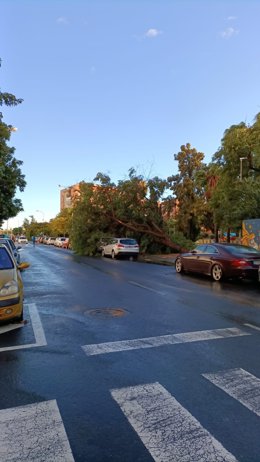 Daños de la borrasca Bernard en Huelva.