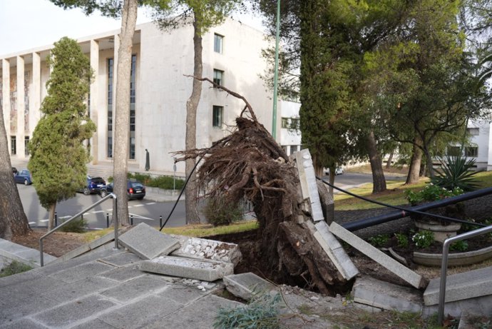 Árbol caído en el Campus de Rabanales de la UCO por el paso de la borrasca Bernard.
