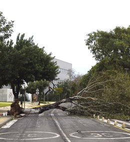 Un árbol caído en el campus de El Carmen de la Universidad de Huelva.