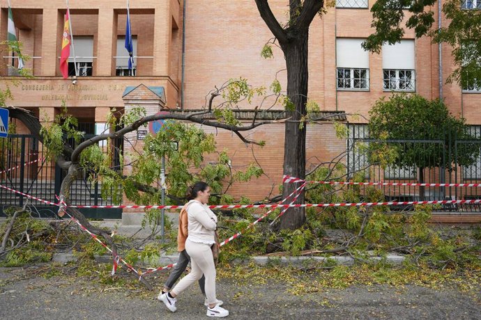 Caída de la copa de un árbol sobre la puerta de la consejería de Educación. A 23 de octubre de 2023, en Sevilla (Andalucía, España). 