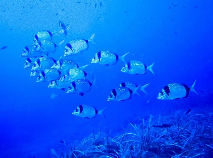 Archivo - Reserva marina Norte de Menorca.