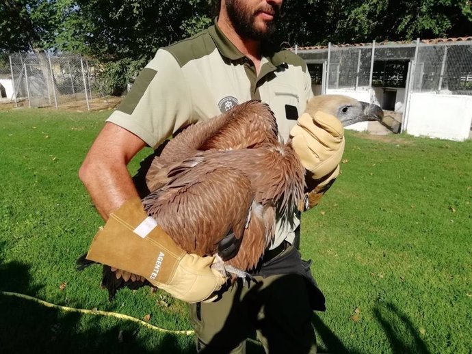 Archivo - Agentes Forestales de la Comunidad de Madrid recogen un pollo que llevaba varias horas por el suelo