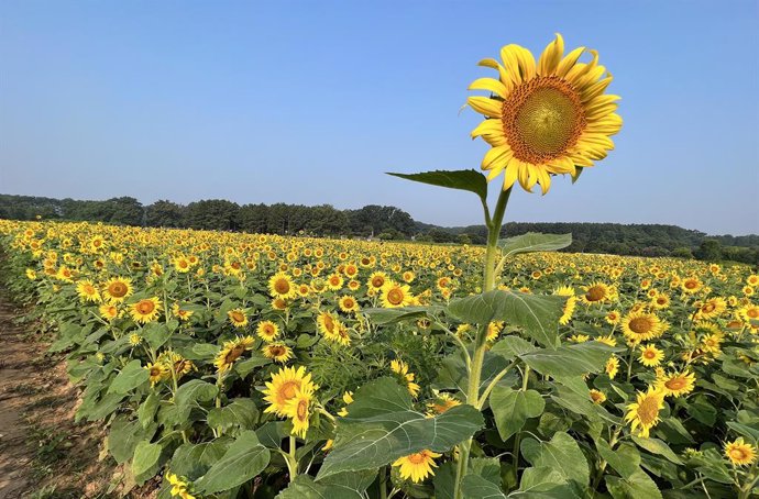 Archivo - July 18, 2023, Raleigh, North Carolina, USA: Five-acres of sunflowers are in full bloom again in Dorothea Dix Park. Nearly 280,000 Hunters Select Peredovik seeds were planted in May. After a two-week bloom, the City of RaleighÂ will harvest the 