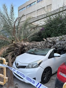 Uno de los coches, aplastado por la palmera.