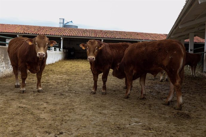 Archivo - Vacas en las instalaciones de ganado del Instituto Madrileño de Investigación y Desarrollo Rural, Agrario y Alimentario (IMIDRA), Centro de Transferencia Tecnológica "La Chimenea", cuya actividad continúa por ser imprescindible, el día en el q