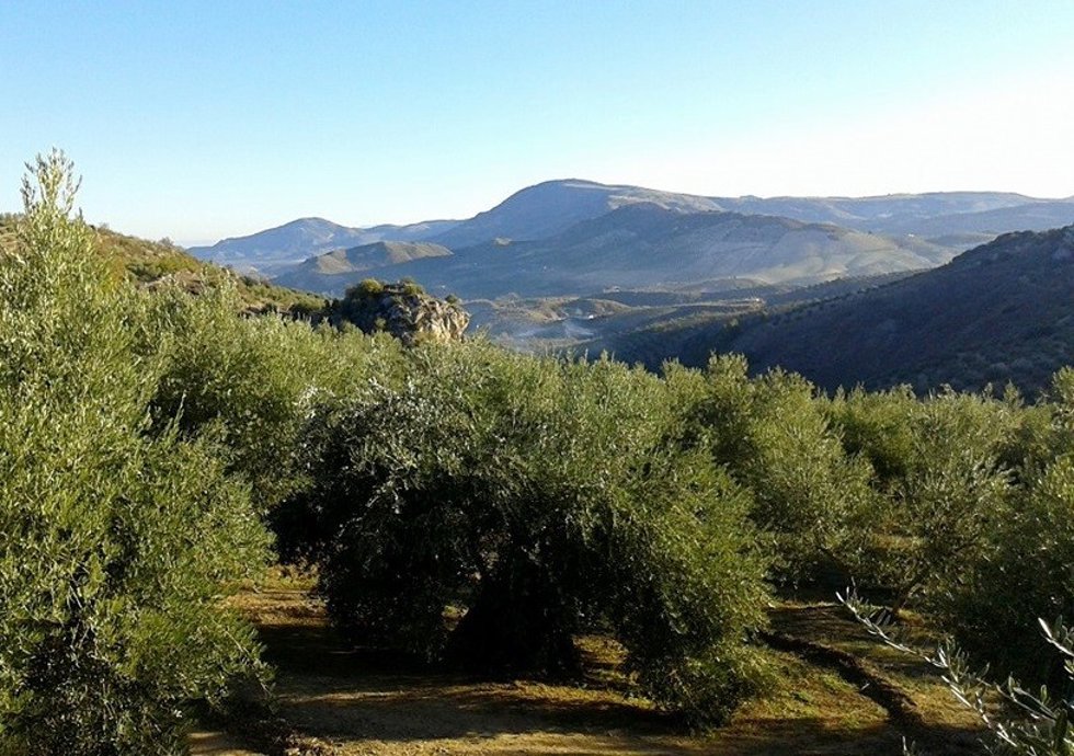 Archivo - Vistas al olivar de Huelma (Jaén). Imagen de archivo.