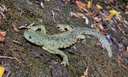 Ejemplar macho de gallipato, Pleurodeles waltl, una especie de anfibio catalogada como 'Casi Amenazada' según la Unión Internacional para la Conservación de la Naturaleza (UICN)