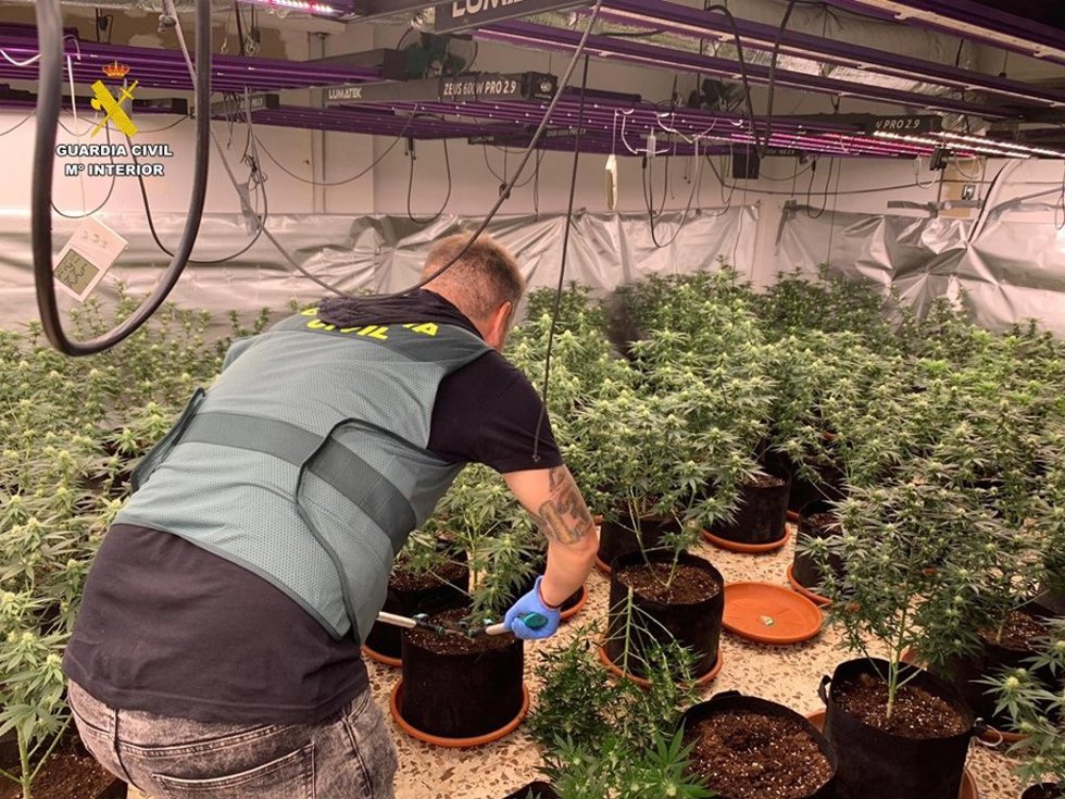 Archivo - Imagen de una intervención en una plantación de marihuana 