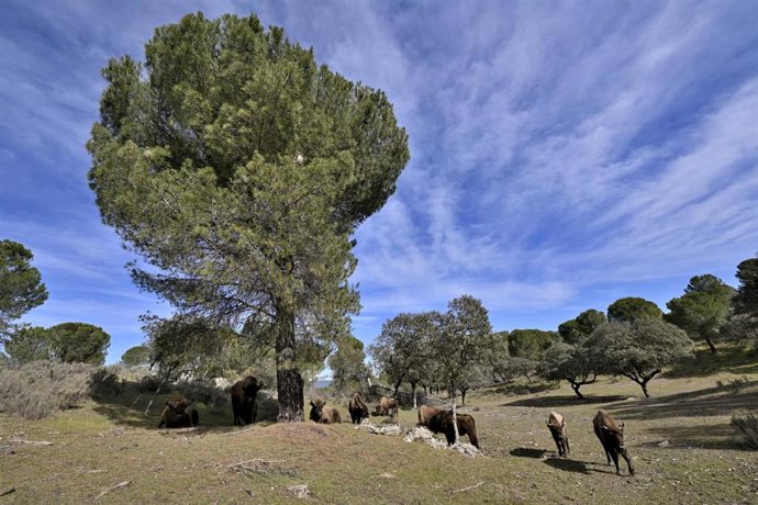 Archivo - La Sierra de Andújar. Imagen de archivo.
