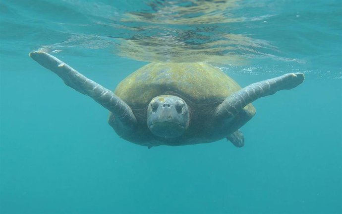 Tortuga marina