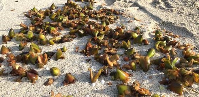 Conocer la dispersión de las semillas de Posidonia Oceánica, puede ser clave para mejorar la conservación de las praderas submarinas, en especial en Baleares.