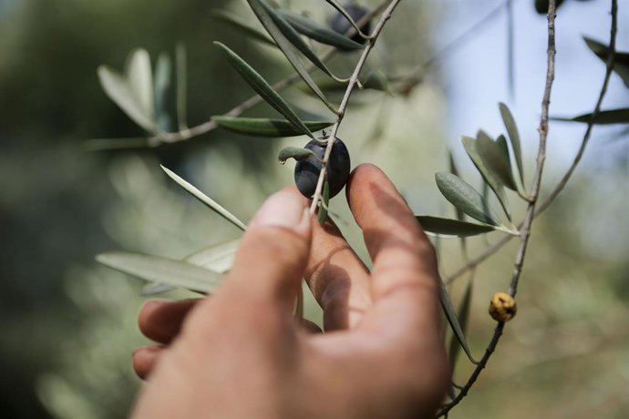 Un hombre coge una aceituna de una rama de un olivo durante el comienzo de la temporada del aceite en la comarca de Quiroga, a 11 de octubre de 2023, en Quiroga, Lugo, Galicia (España). Comienza la producción de aceite en la almazara Ouro de Quiroga, pe