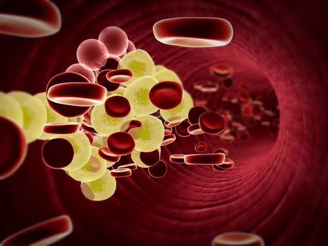 Archivo - Células de grasa en la sangre.